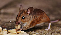 24 Hour & Emergency Exterminators in McCall, ID